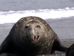 MS TS Bull elephant seal charging and roaring AUDIO / Gold Harbour, South Georgia, Antarctica Stock Footage