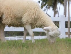 Sheep is grazing in a farm Stock Footage