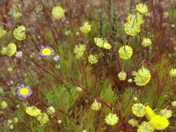 MS ZO ZI Shot of Spring flowers of Namaqualand / Namaqualand, Northern Cape, South Africa Stock Footage