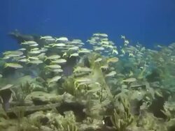 Yellowtail Snapper Stock Footage