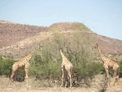 MS Three giraffes eating vegetation in front of mountains / Darmaland, Kunene, Namibia Stock Footage