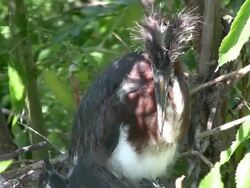 Closeup of a Sleepy Young Heron Stock Footage