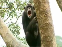 MCU Chimpanzee sitting in tree in rain, huge yawn, showing teeth Stock Footage