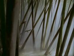 MCU Pan right, Tall plants growing up from mangrove swamp, misty, Sunderbans, India Stock Footage