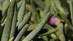 Call to world leaders to protect the planet's rare plants News Clip