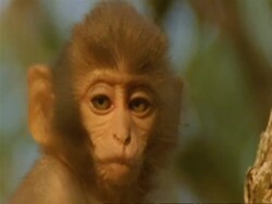 CU Baby Macaque monkey looking around, India Stock Footage