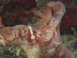 Nudibranch, imperial shrimp, Indonesia  Stock Footage