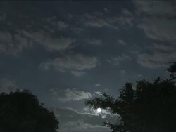 T/L, WS, Full moon over trees. Stock Footage