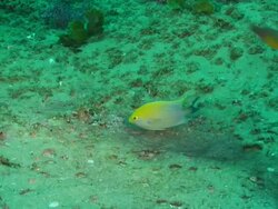 MS ZO Shot of Blue spotted chromis swimming or drifting with surge and cleaning by removing sand from rock with mouth and by flicking tail / Matola, Maputo, Mozambique Stock Footage