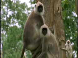 MS Hanuman Langur, Semnopithecus entellus, climbing up tree, looking to camera, Western Ghats, India Stock Footage