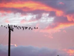 Dramatic Pink Sunset Sky News Clip