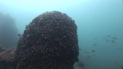 Fan coral sways near a coral-covered rock. Stock Footage