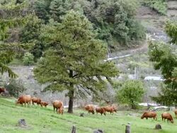WS TD Cattle grazed on meadow / Yeongju, Gyeongsangbuk do, South Korea Stock Footage