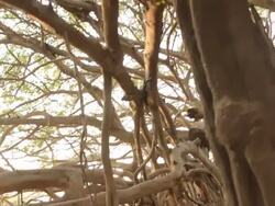 The Great Banyan Tree Forest Stock Footage