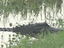 Big alligator 1 Stock Footage
