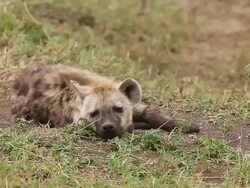MS Young spotted hyena laying down / National Park, Africa, Kenya Stock Footage