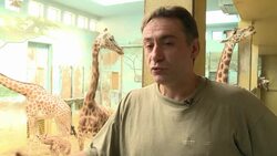 VOICED: Giraffes hold the fort in Paris zoo construction site News Clip