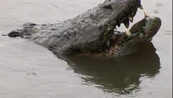 A crocodile waits for bait with an open jaw below a dock. Stock Footage