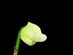 White daffodil blooming Stock Footage