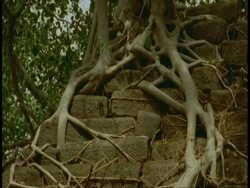 CU tree roots growing over Hindu statue in jungle, Bandhavgarh National Park, India Stock Footage