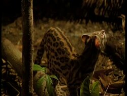 MCU Margay looking upwards, South America Stock Footage