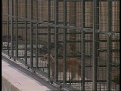 Fears that stray dogs will be killed ahead of Olympics News Clip