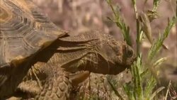 A tortoise munches grass. Stock Footage