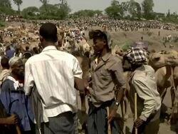 Man making a deal at camel fair Stock Footage
