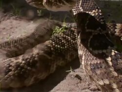 Extreme Close Up - Agitated rattlesnake strikes at camera /  Stock Footage