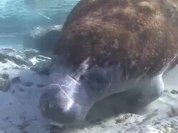 Manatee Stock Footage