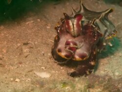 Cuttlefish, Flamboyant, flashing colours, dramatic change, close up. Borneo, Malaysia, Southeast Asia Stock Footage