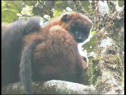 Red-fronted Brown Lemur Eulemur fulvus rufus Ranomafana National Park Stock Footage