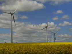 HD Wind Farm on Canola Field Stock Footage