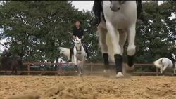 Dancing horses at Hungary's Spanish riding school News Clip