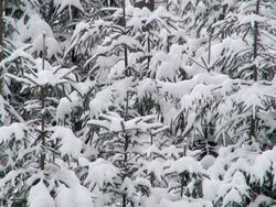 MS Shot of fir trees covered by snow in winter / Erbeskopf, Hunsruck, Rhineland Palatinate, Germany Stock Footage