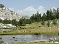 Dolomites pasture - Italy Stock Footage