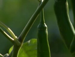 Pepper Stock Footage