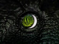T Rex zoom from eye Stock Footage
