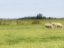 Sheep on farmland Stock Footage