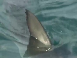 White shark, Dorsal and tail, South Africa,  Stock Footage