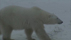 A polar bear saunters across snow-covered terrain. Stock Footage