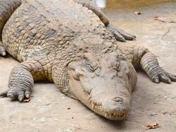 Crocodile Stock Footage