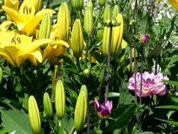 MS Field of yellow lily and pink dahlia flowers / Koblenz, Rhineland-Palatinate, Germany Stock Footage
