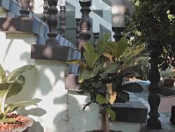 Dolly:tree in the home garden Stock Footage