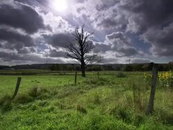 CRANE: Bare Tree Stock Footage