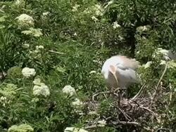 Cattle Egret Cleaning Her Nest Stock Footage