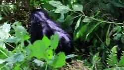 VOICED : Gorilas en Uganda mucho mas que turismo News Clip