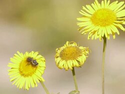 Bees take nectar Stock Footage