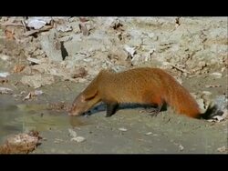 Stripe-necked Mongoose (Herpestes vitticollis) drinking from small pool, Nagarahole, Southern India Stock Footage