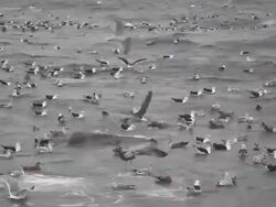 Seagulls on rough seas with audio Stock Footage